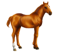 Chilenisches Pferd - Fell 77