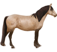 Connemara Pony - Fell 20