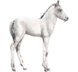 Connemara Pony - Fell 52