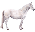 Connemara Pony - Fell 52